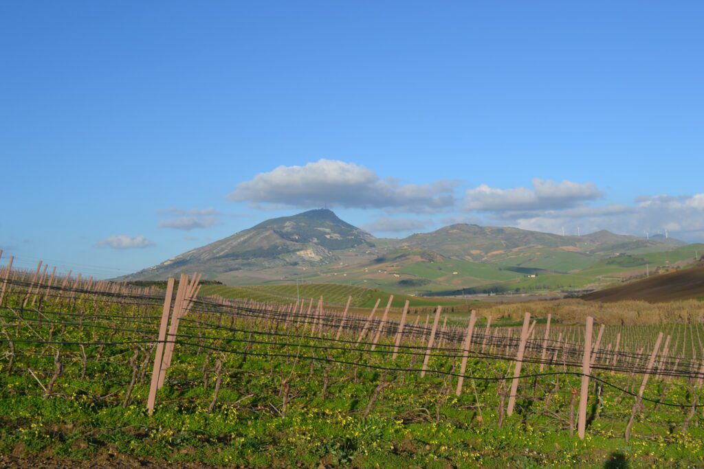 Adamo bio - Baglio Florio Alcamo